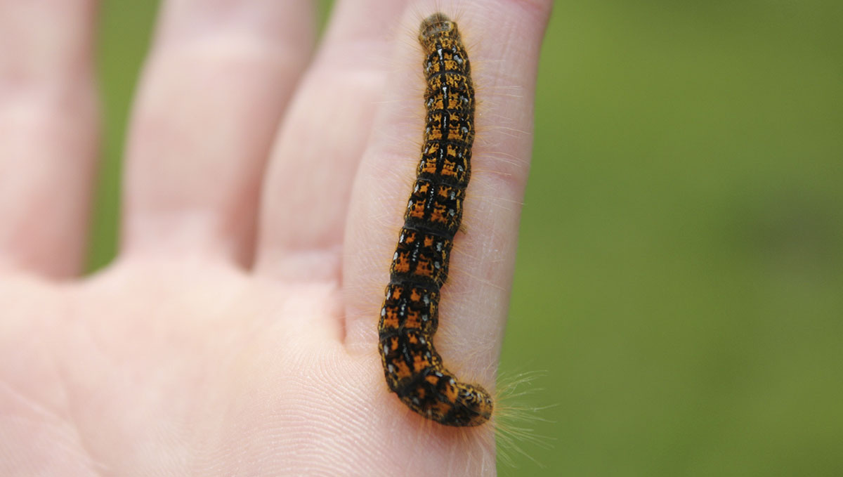 Pokud housenky odstraníte ručně, umožníte jim dokonce žít a proměnit se v motýly!