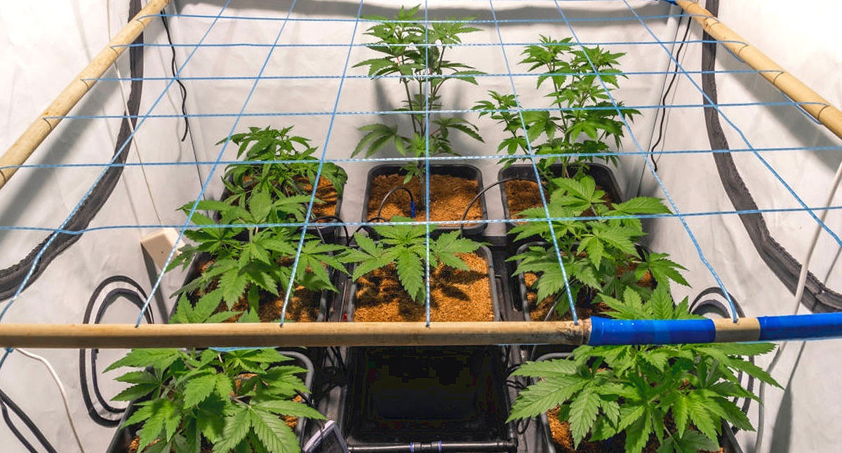 SCROG Screen of Green SCROG Screen of Green