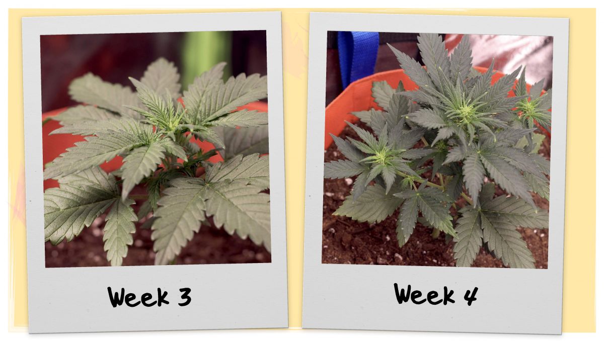 Orange Sherbet Auto Cannabis Strain Week-by-Week Guide: Little ganja plant flowering Orange Sherbet Auto Cannabis Strain Week-by-Week Guide: Little ganja plant flowering