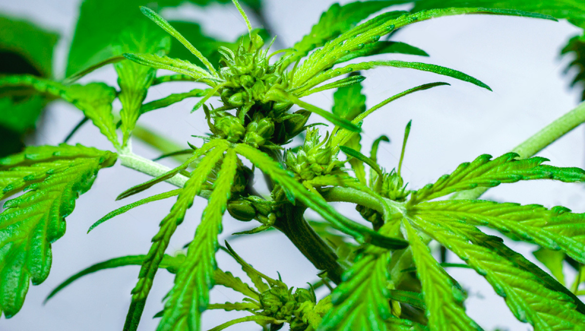 Hermaphrodite cannabis plant