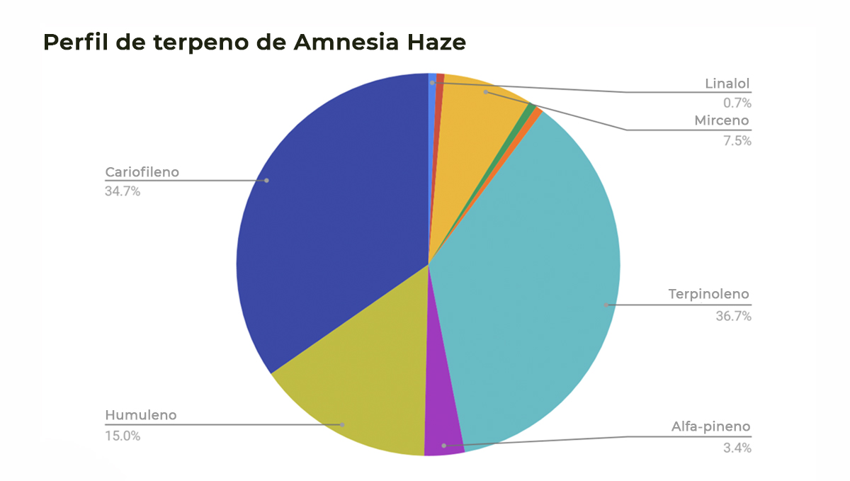 Amnesia Haze Auto: perfil de terpenos