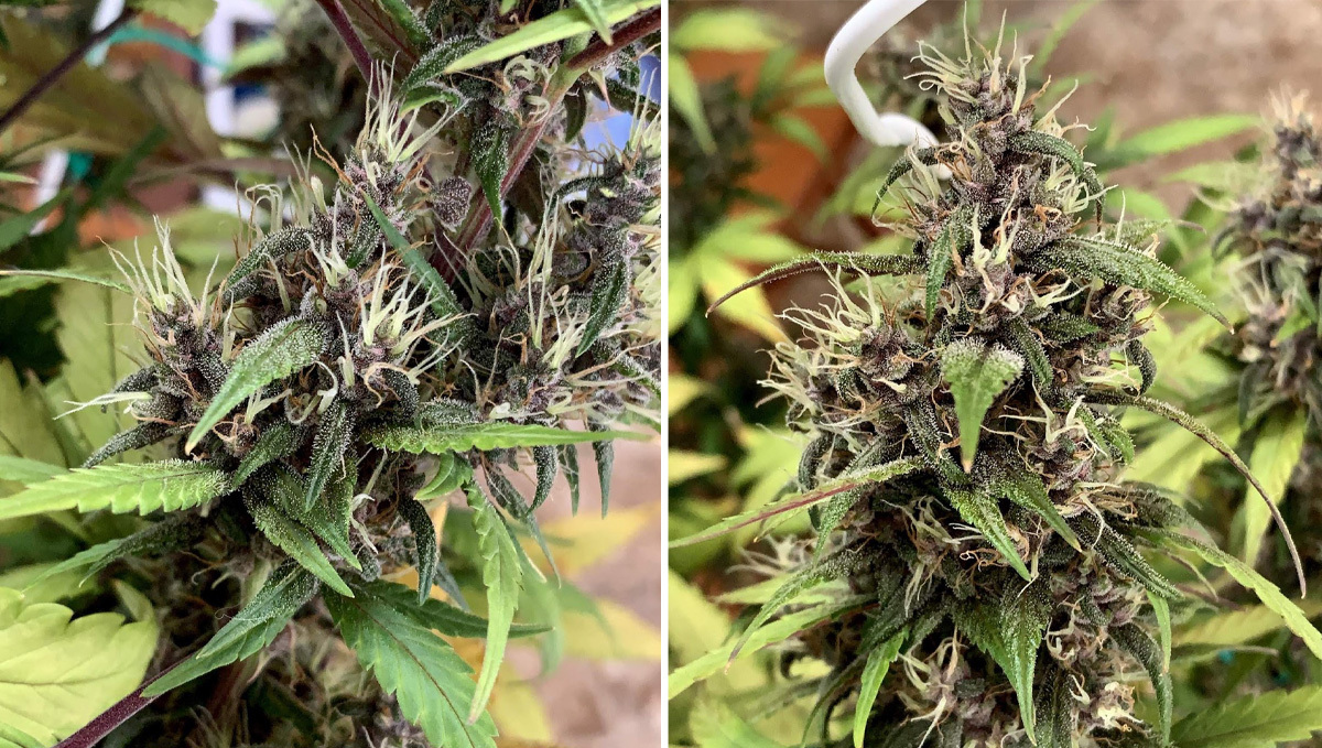 Basics of growing autos in soil: week 8 Basics of growing autos in soil: week 8