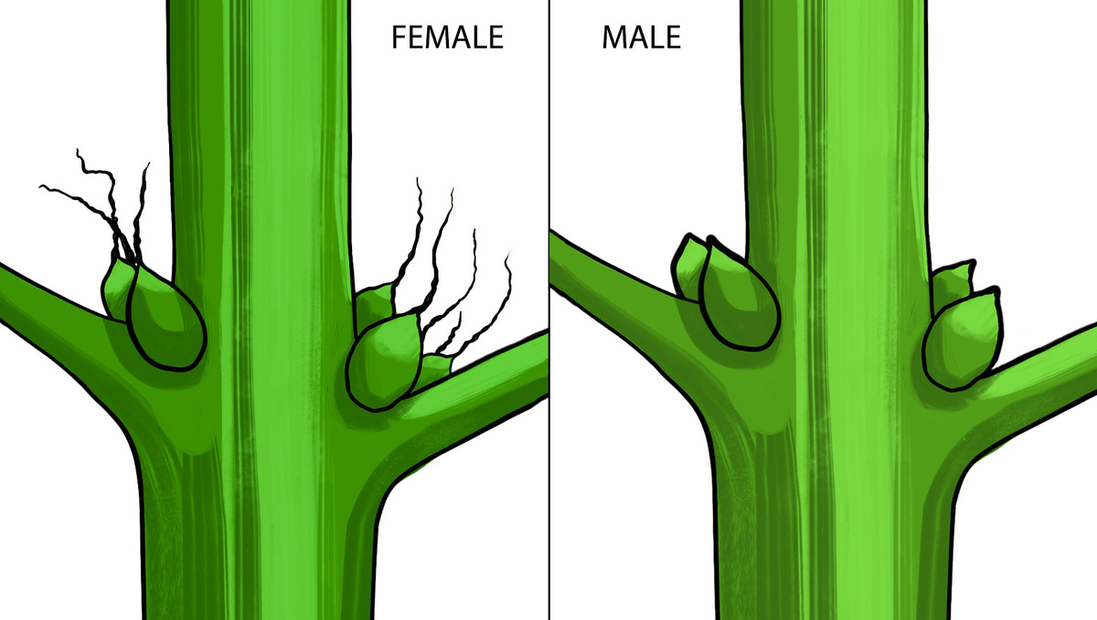 Unterschied zwischen männlichen und weiblichen Cannabispflanzen
