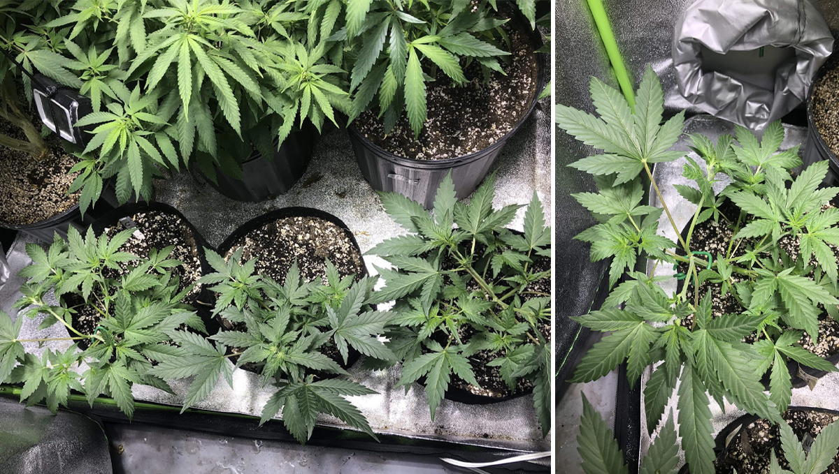 Cheese Auto: week 5 Cheese Auto: week 5