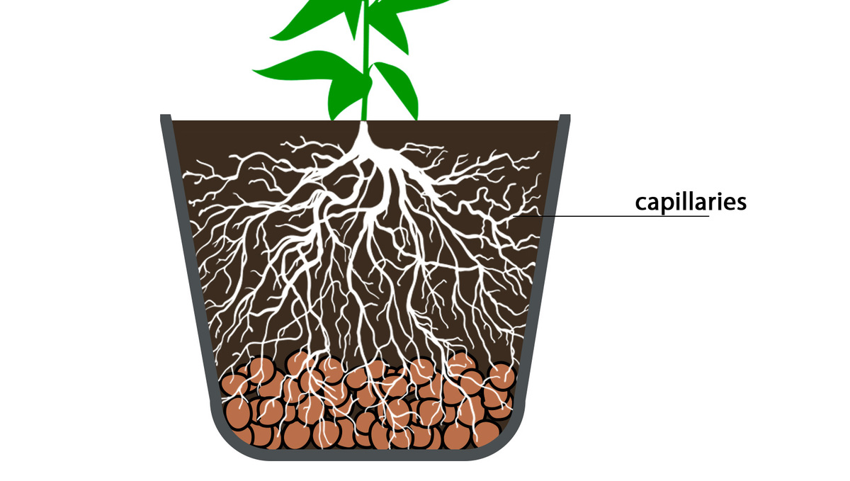 The structure of Cannabis roots: capillaries