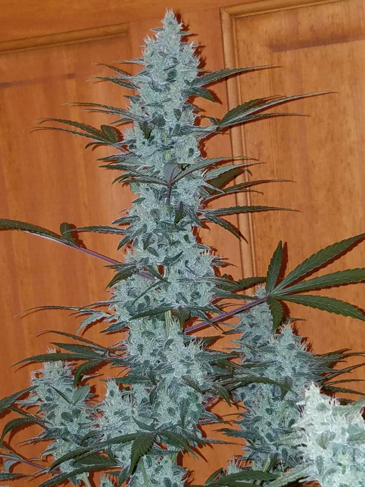 Fastbuds GSC Hawkbo.jpg
