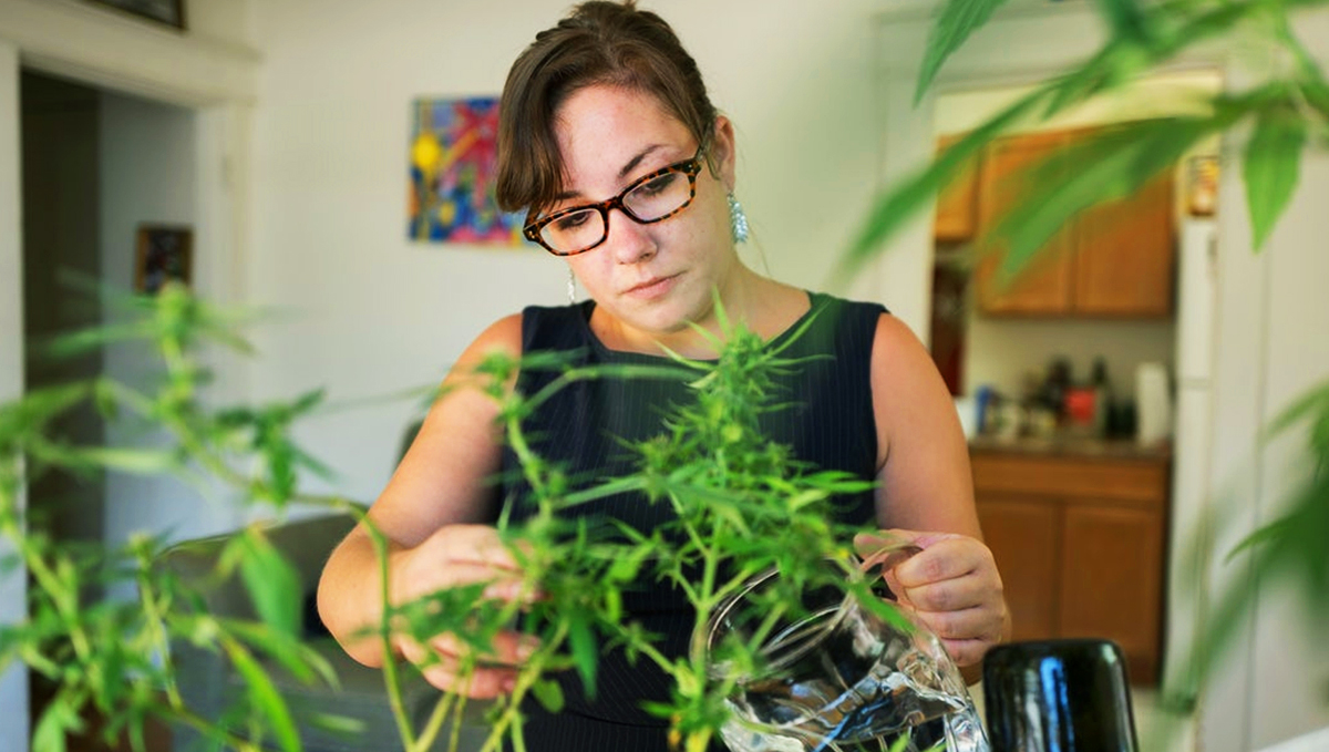 Start growing weed in quarantine! Start growing weed in quarantine!