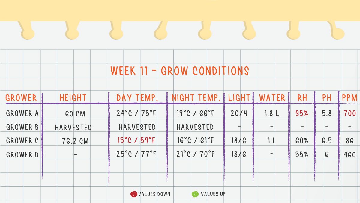 Gorilla Cookies Auto Cannabis Strain Week-by-Week Guide: Week 11 Grow Conditions