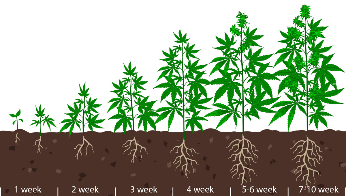 Lifecycle of your cannabis plant