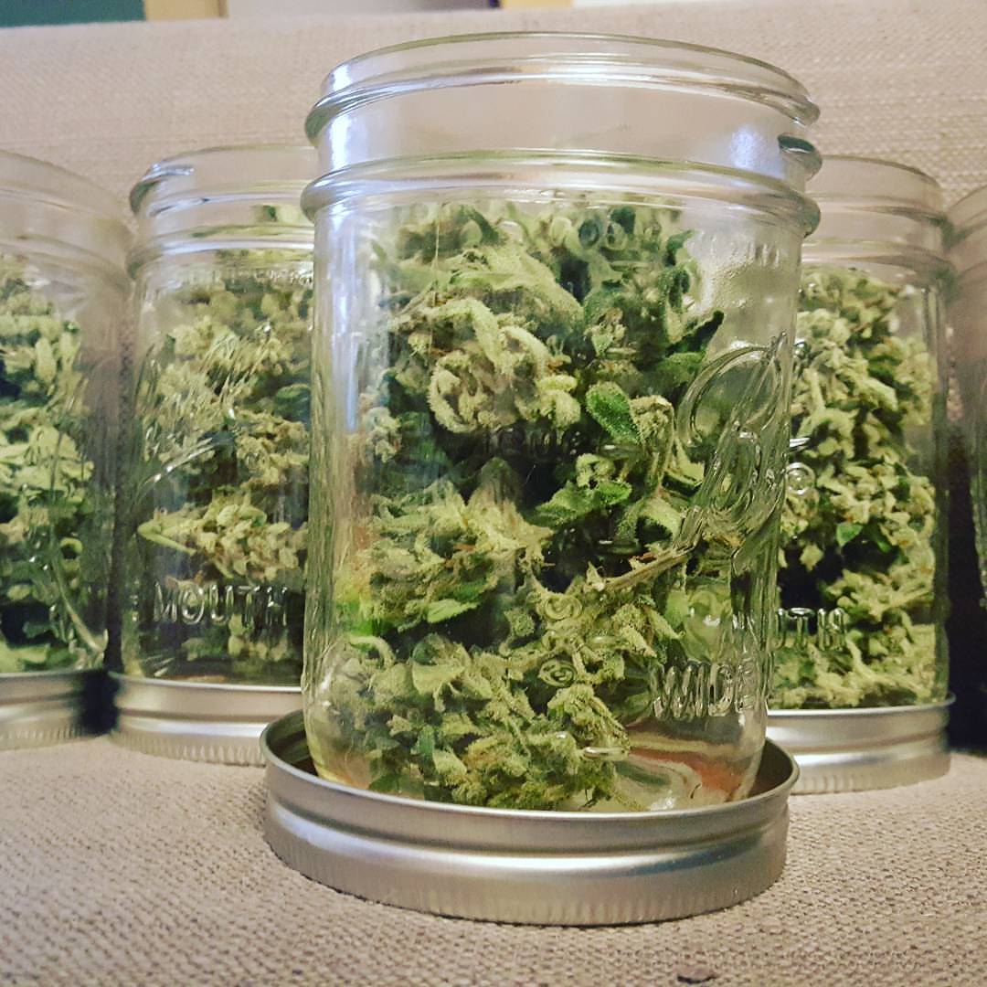 Fast Buds Gorilla Glue Being 'Burped'