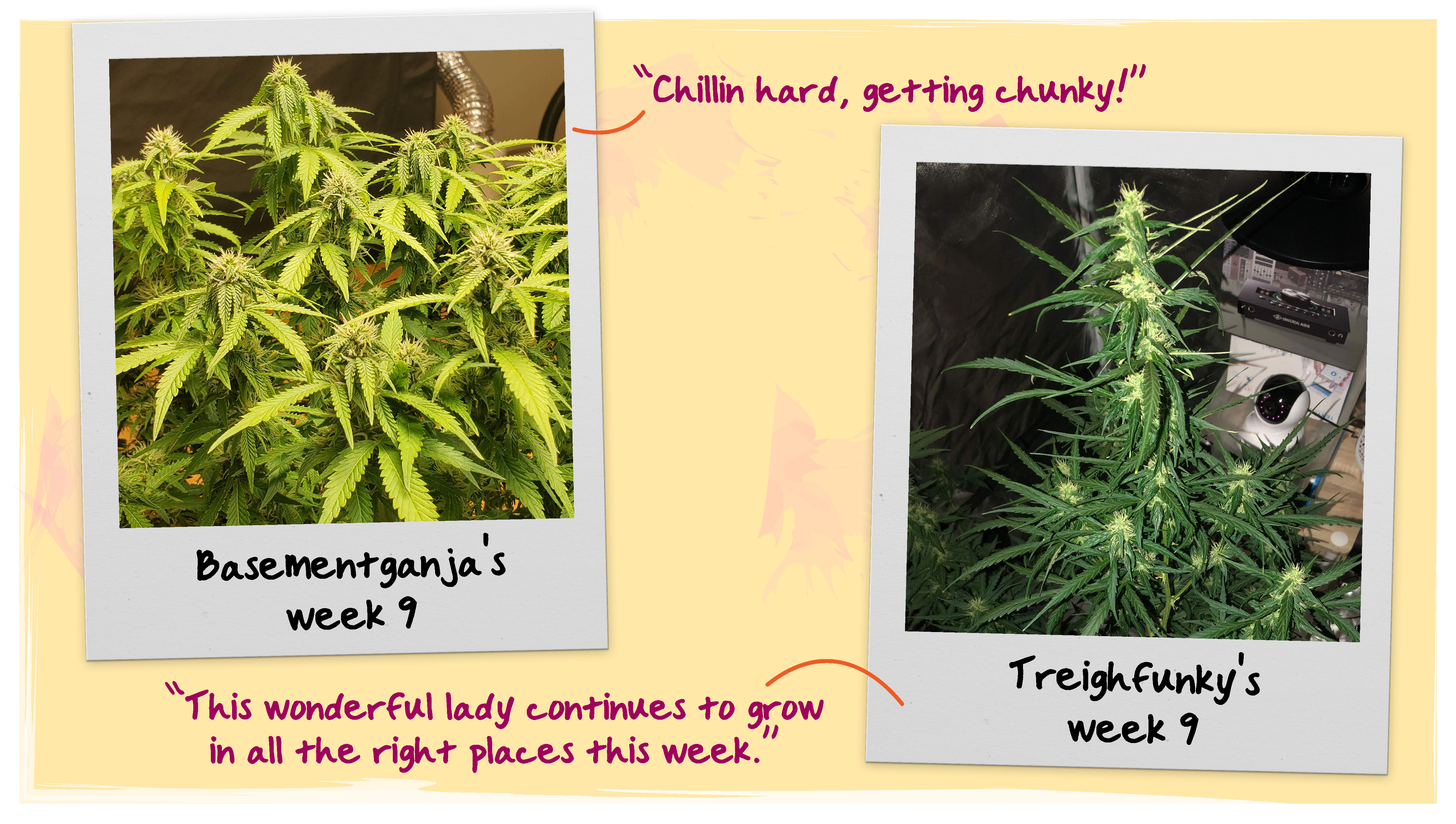 Week 9 Grow Progress Week 9 Grow Progress