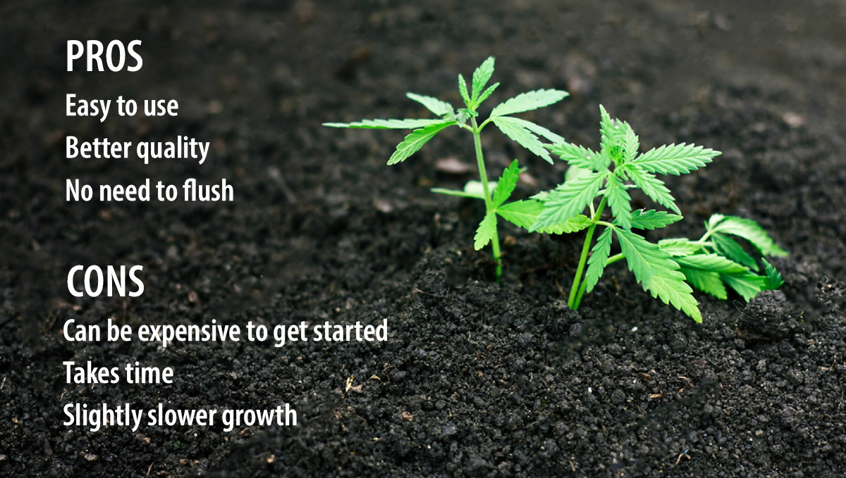 Super soil for cannabis plants: pros and cons Super soil for cannabis plants: pros and cons