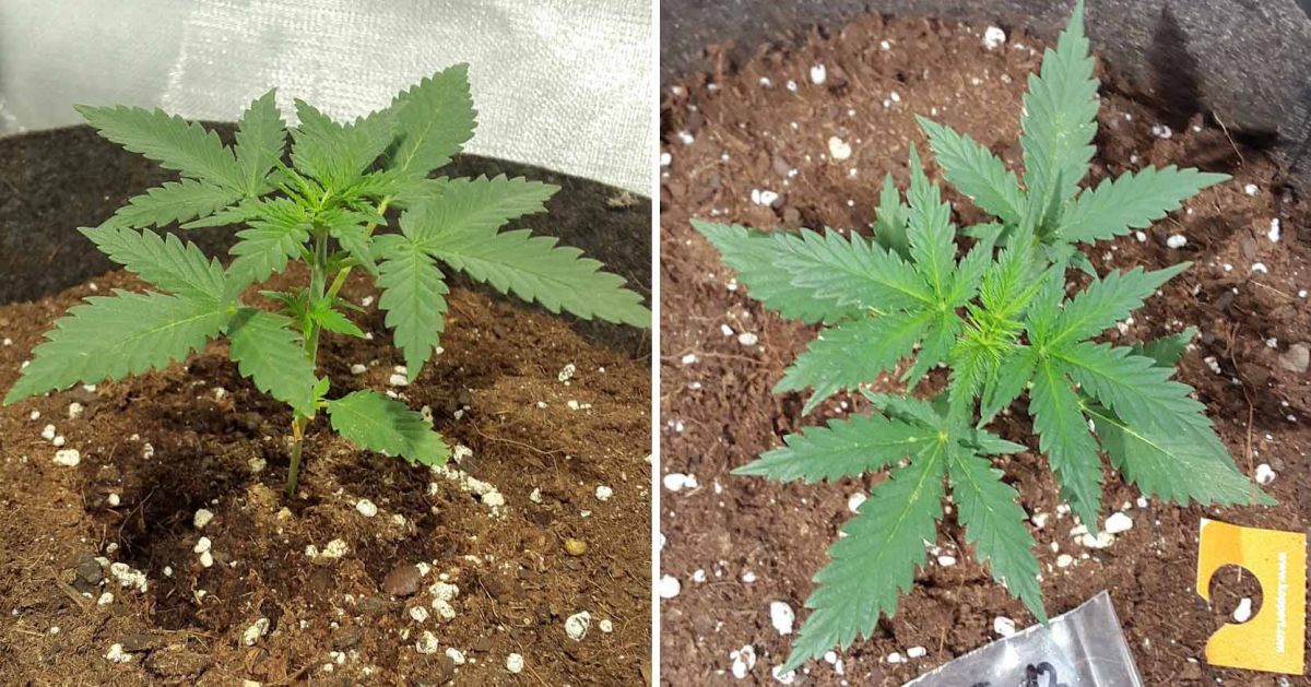 White Widow Auto guide: week 2 White Widow Auto guide: week 2