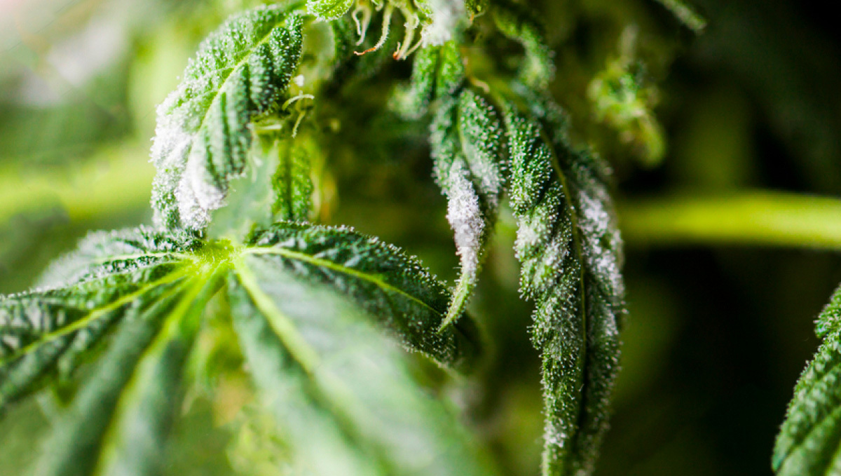 Powdery Mildew on a Cannabis plant