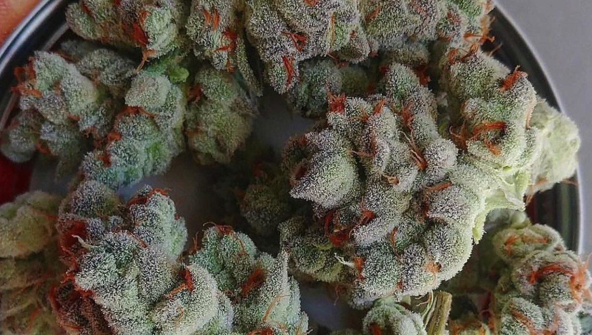Don't freeze your weed to keep it from going bad. Don't freeze your weed to keep it from going bad.