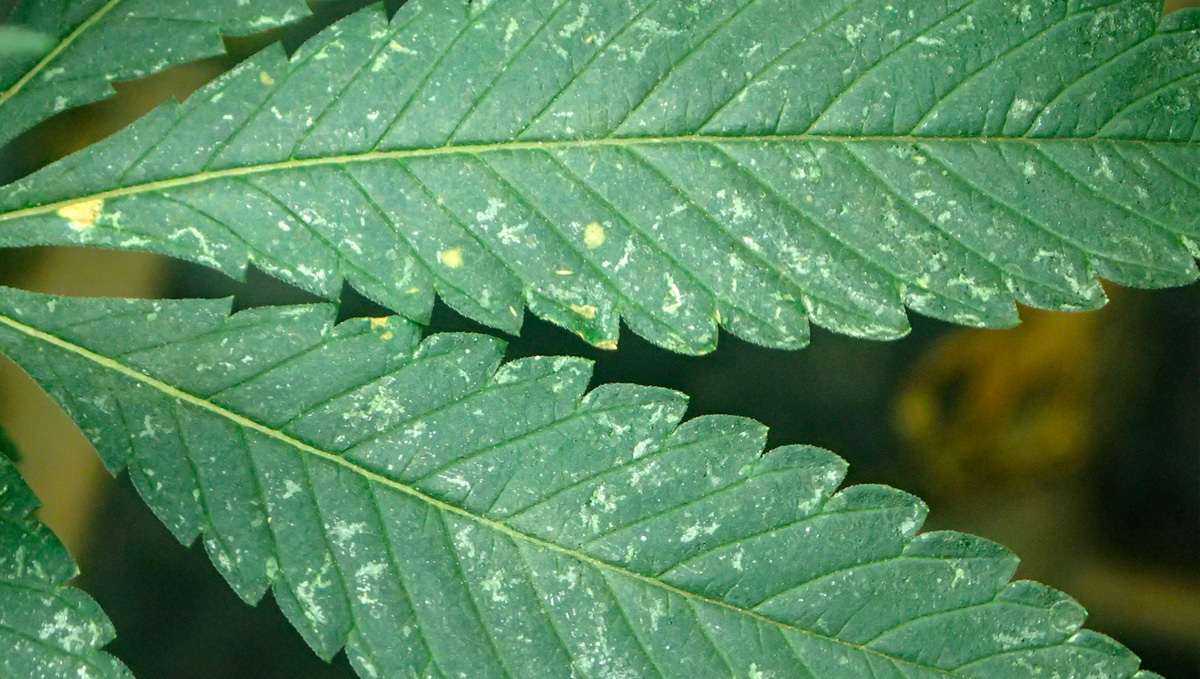 Thrips spots