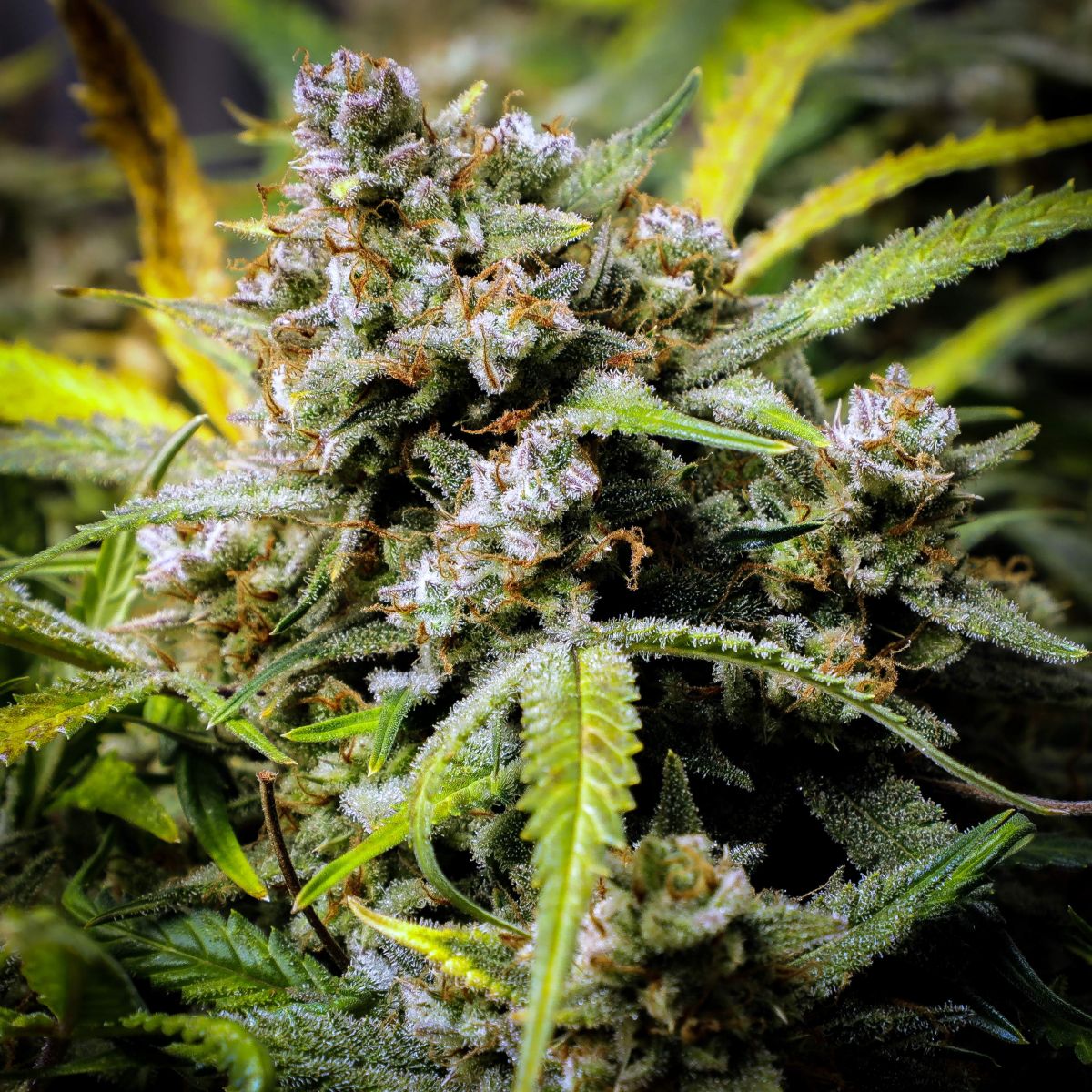 1835985_fastbuds-fbto11-grow-journal-by-bigdaddykfastbudsoriginal-auto-northern-lights.jpg Bud by BigDaddyK