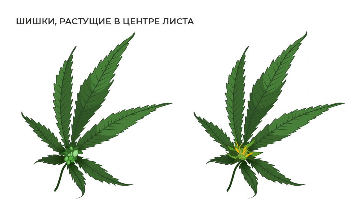 5.jpg Распространенные мутации: шишка в середине листа