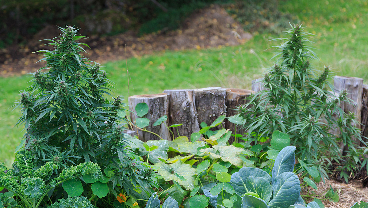 Plantas companheiras para cannabis: tipos de plantas companheiras Plantas companheiras para cannabis: tipos de plantas companheiras
