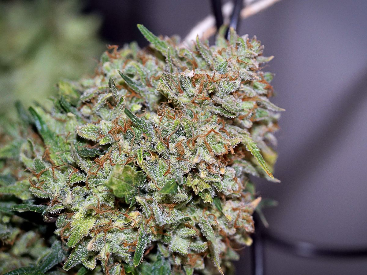 1813909_fastbuds-fbto11-grow-journal-by-bigdaddykfastbudsoriginal-auto-northern-lights.jpg Northernlights by BigDaddyK