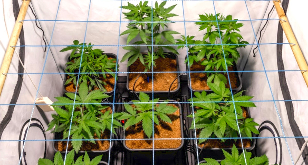 SCROG - Screen of Green