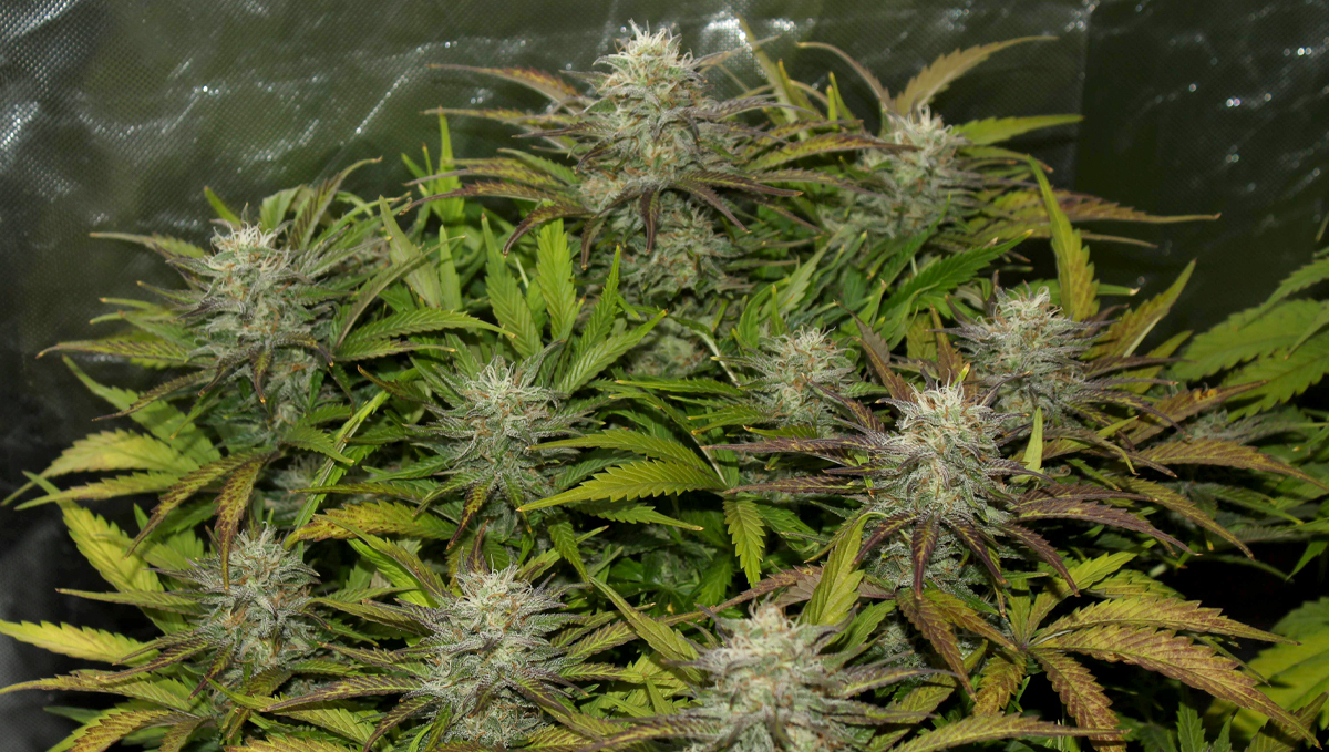 Cheese Auto: specifications Cheese Auto: specifications