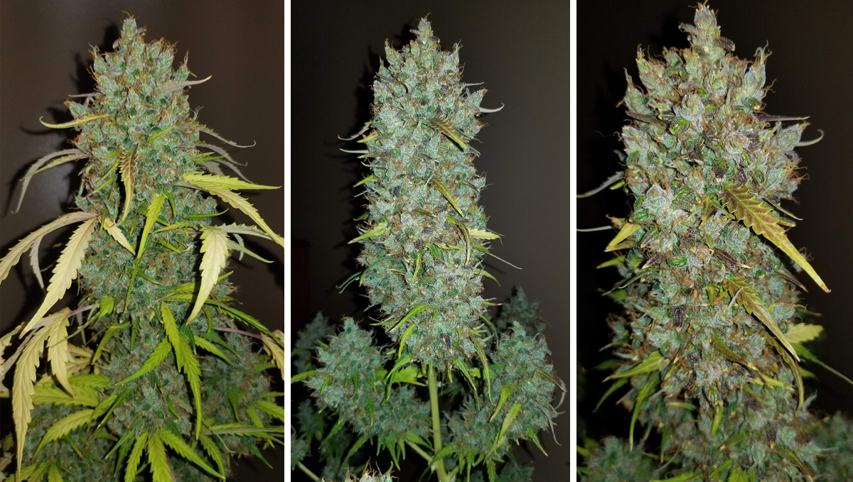 Top 10 cheap seeds: bubblegum auto Top 10 cheap seeds: bubblegum auto