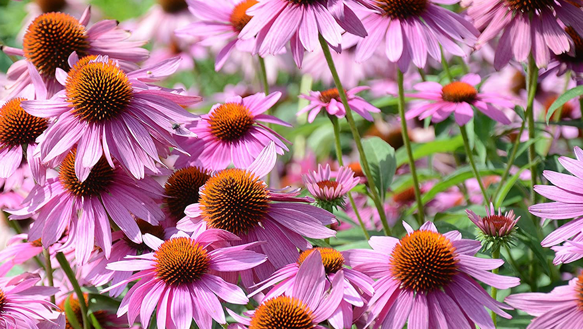 Non-marijuana cannabinoids: coneflower Non-marijuana cannabinoids: coneflower