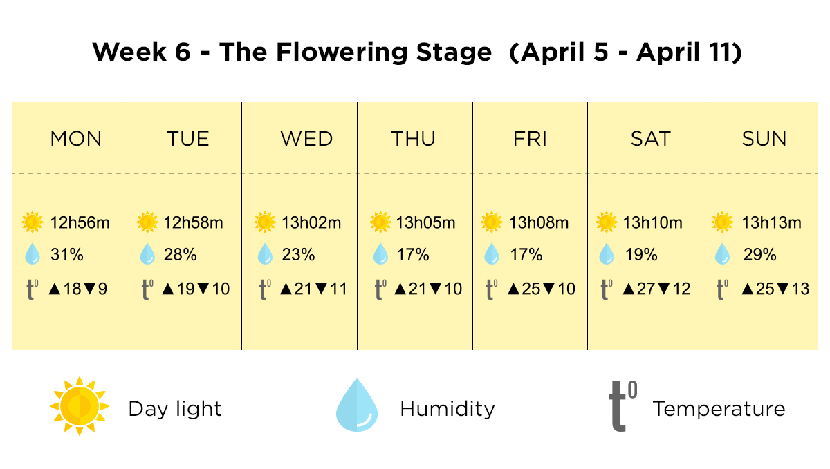 Growing cannabis outdoors in Italy: week 6 of the vegetative stage
