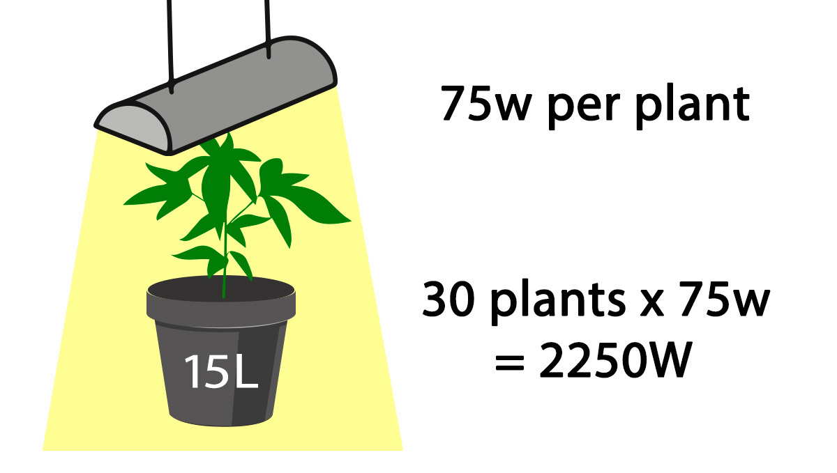 How many autoflowers in a square meter: Wattage needed How many autoflowers in a square meter: Wattage needed
