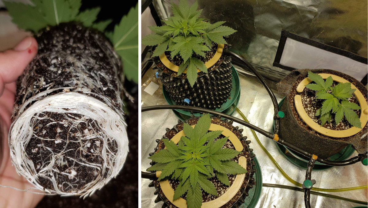 Strawberry Pie Auto Cannabis Strain Week-by-Week Guide: Autoflower getting rootbound and young weed plants in air pots