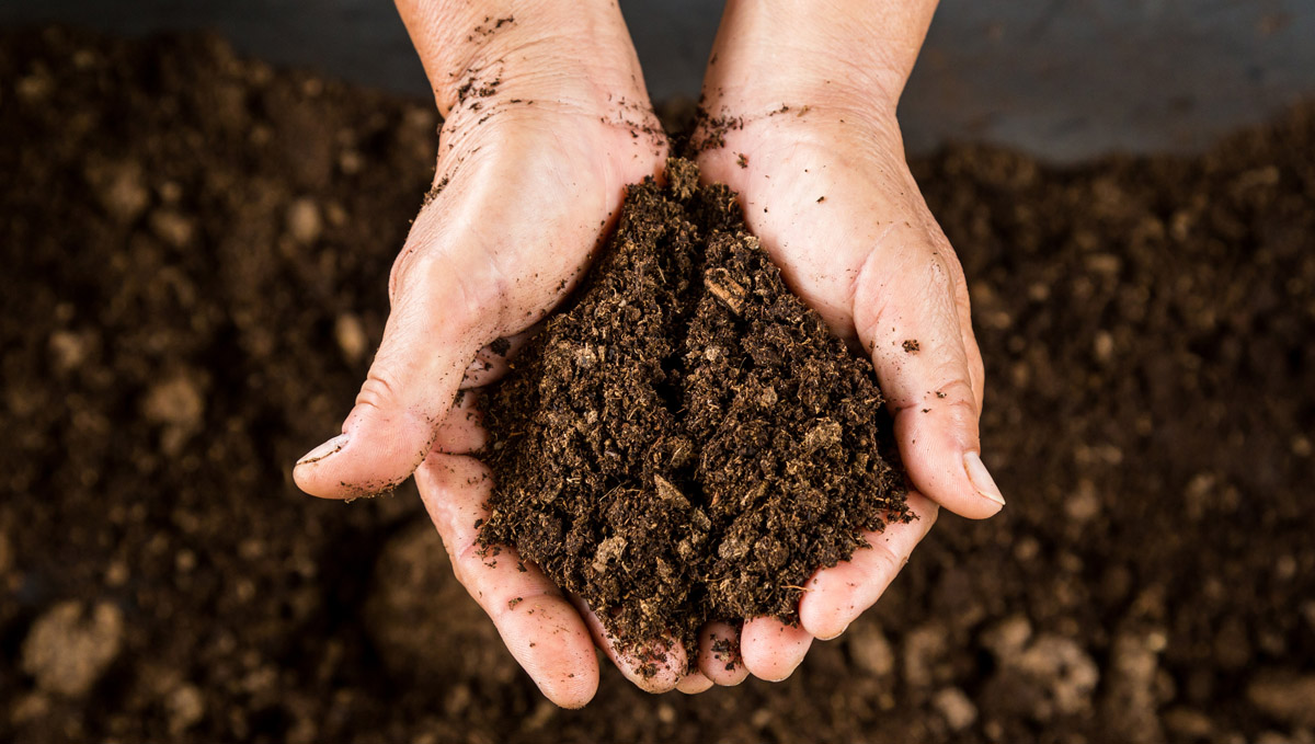 Choosing the right soil