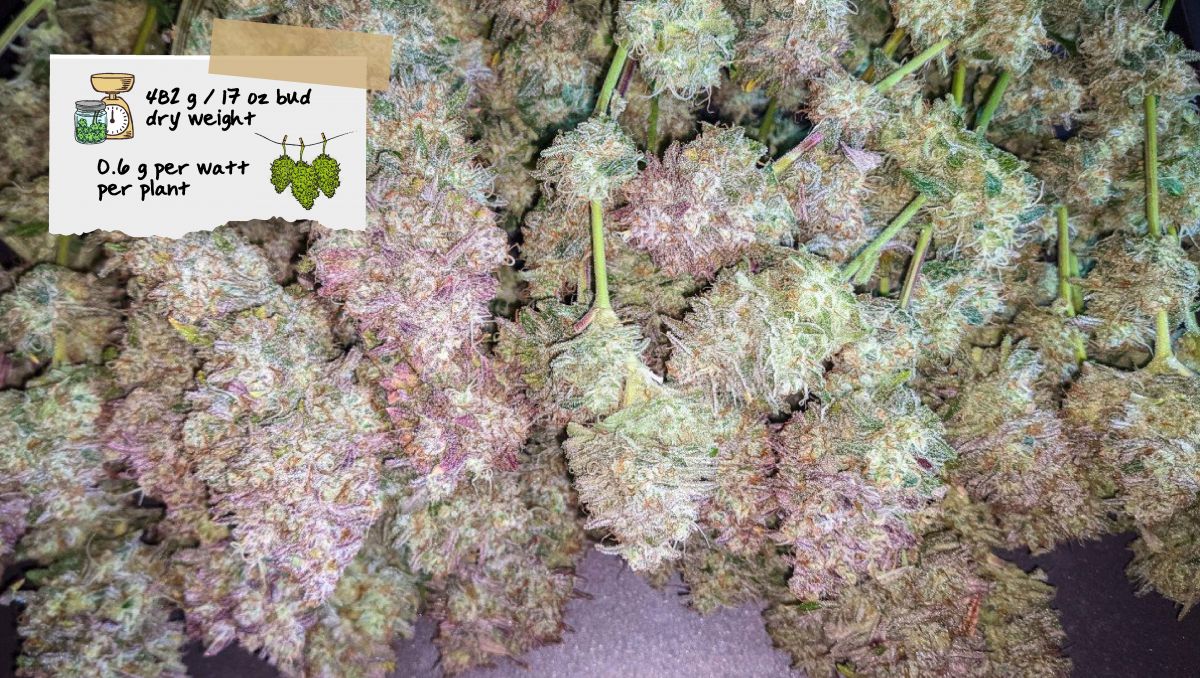 Gorilla Cookies Auto Cannabis Strain Week-by-Week Guide: Branches covered in sticky buds