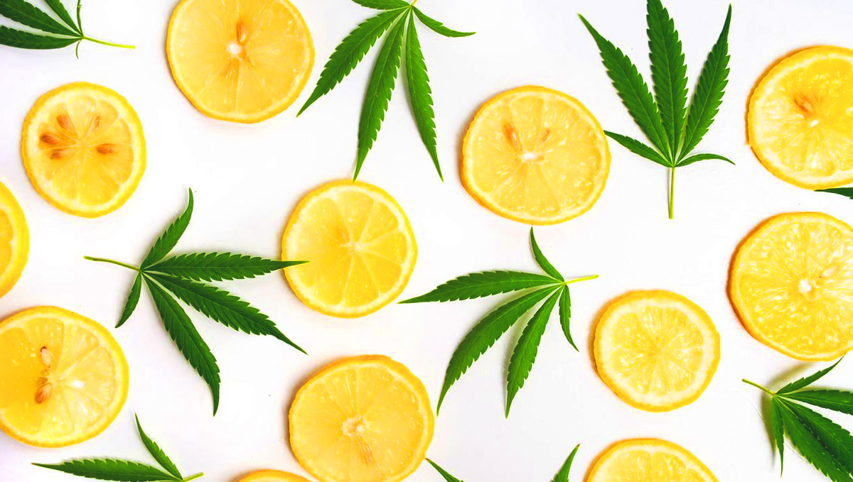 Limonene developed as an insect ward, then turning into an effective antibacterial. Limonene developed as an insect ward, then turning into an effective antibacterial.