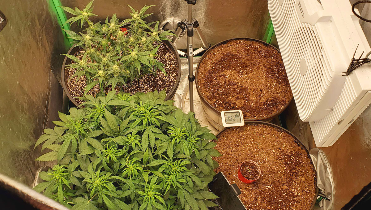 Grower C grow set up Grower C grow set up