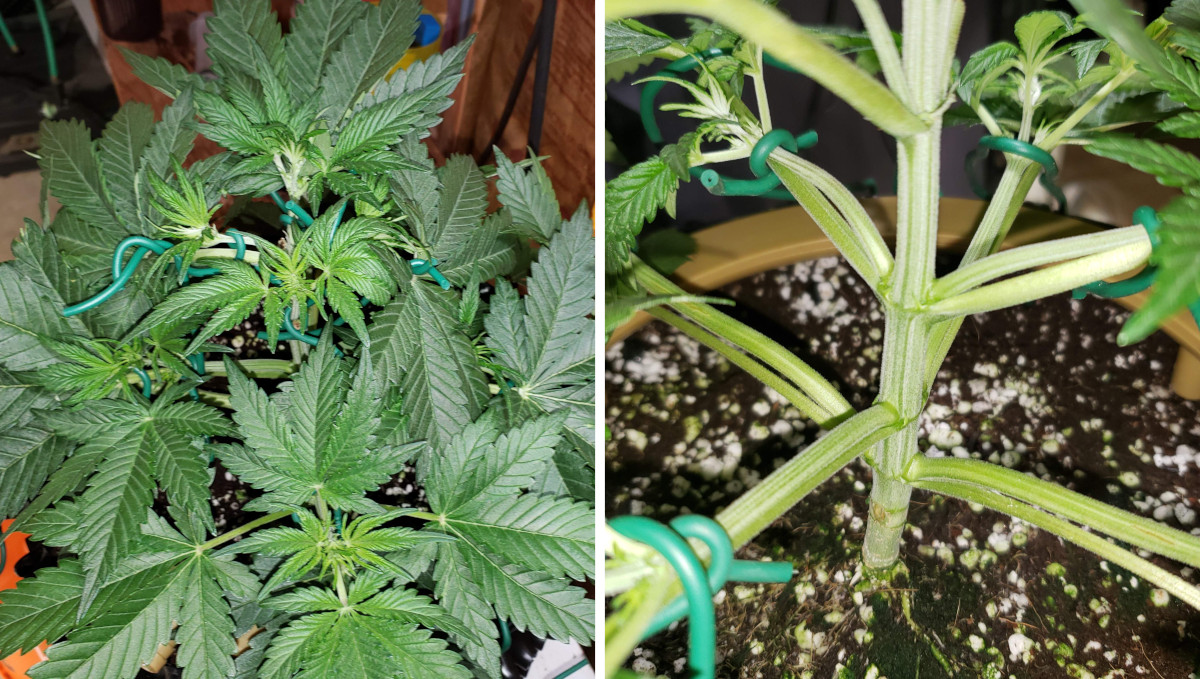 Strawberry Pie Auto Cannabis Strain Week-by-Week Guide: An autoflower gets LST