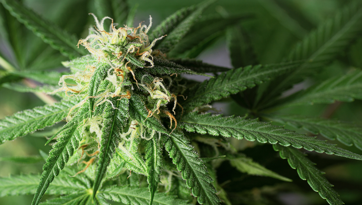 How the environment affects buds: light too far How the environment affects buds: light too far