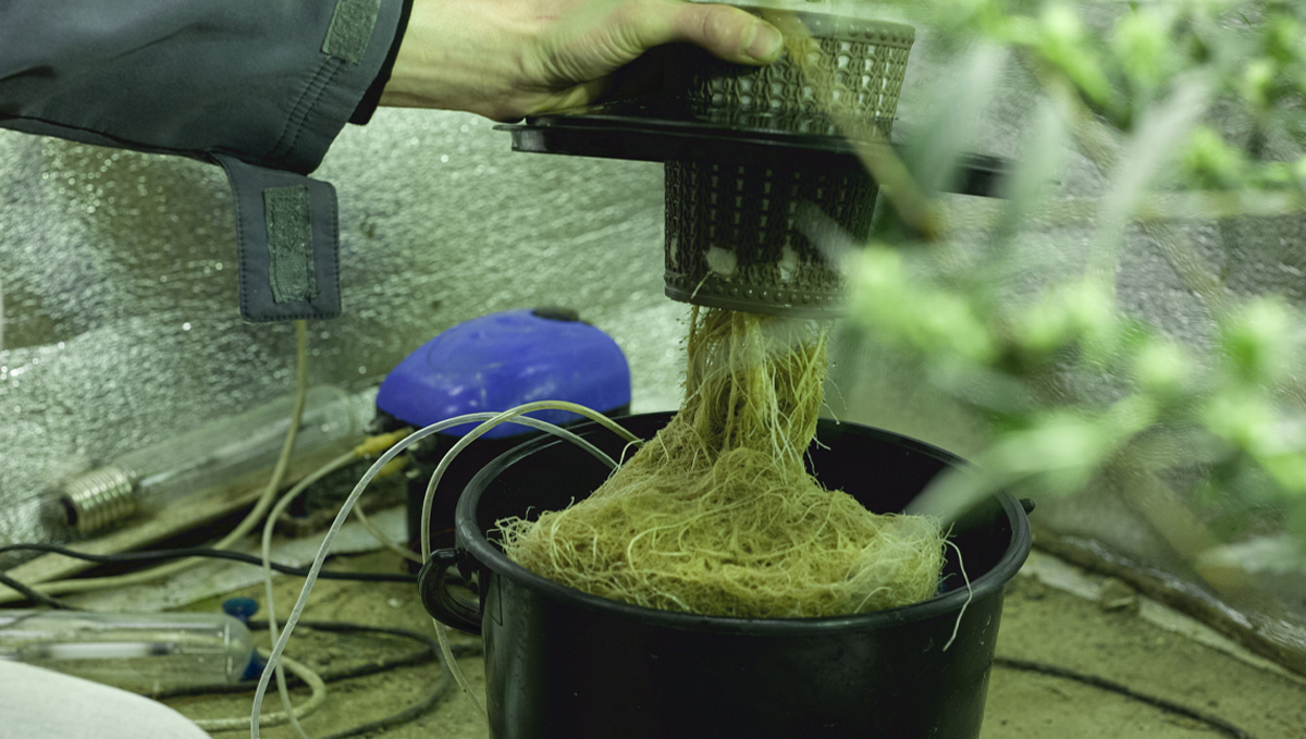 How to prevent algae in hydro: clean your setup