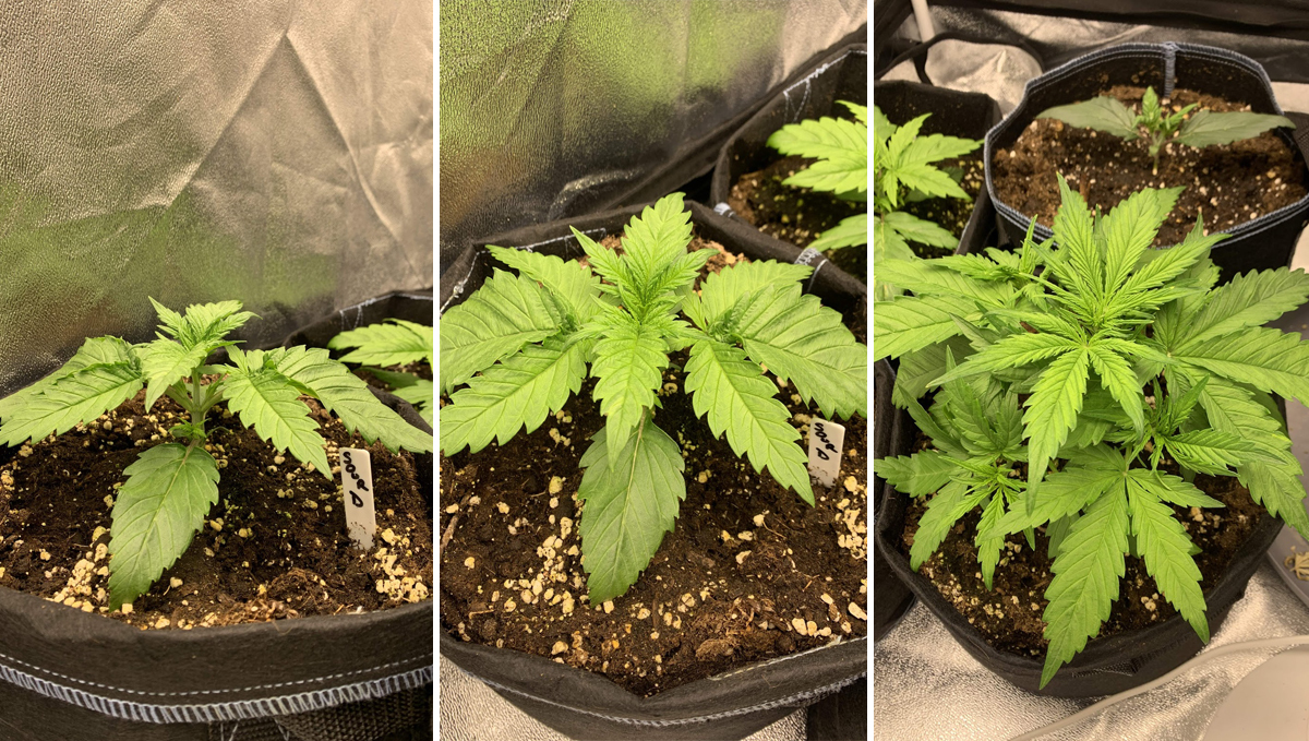 Sour diesel auto guide: week 2 Sour diesel auto guide: week 2