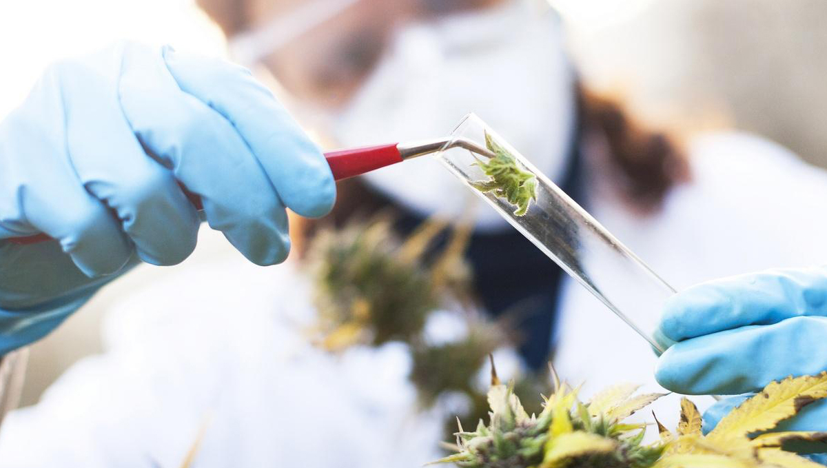 Hop latent viroid: screening test Hop latent viroid: screening test