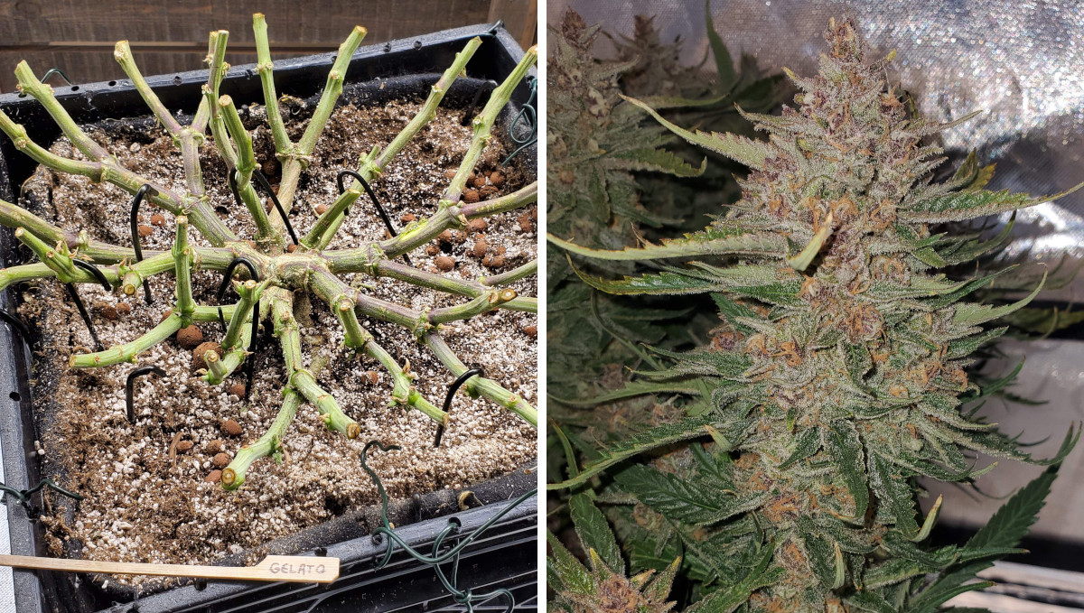 Gelato Auto Cannabis Strain Week-by-Week Guide: A system of branches after the colas have been cut off and the large mature cola itself Gelato Auto Cannabis Strain Week-by-Week Guide: A system of branches after the colas have been cut off and the large mature cola itself