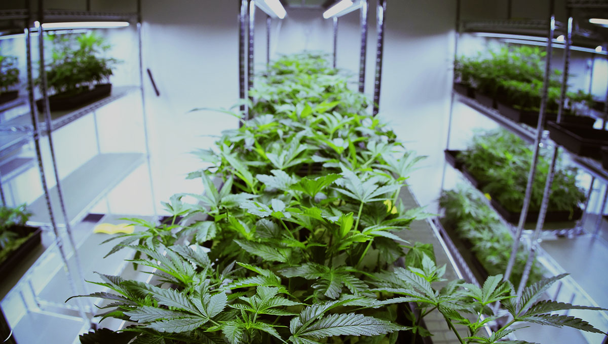 Cannabis: From Bud Tender to Master Grower: Jobs in cannabis production.