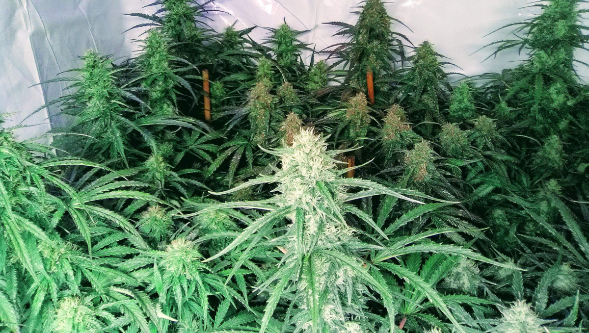 Orange Sherbet Auto Cannabis Strain Week-by-Week Guide: Many flowering tops in a grow tent Orange Sherbet Auto Cannabis Strain Week-by-Week Guide: Many flowering tops in a grow tent