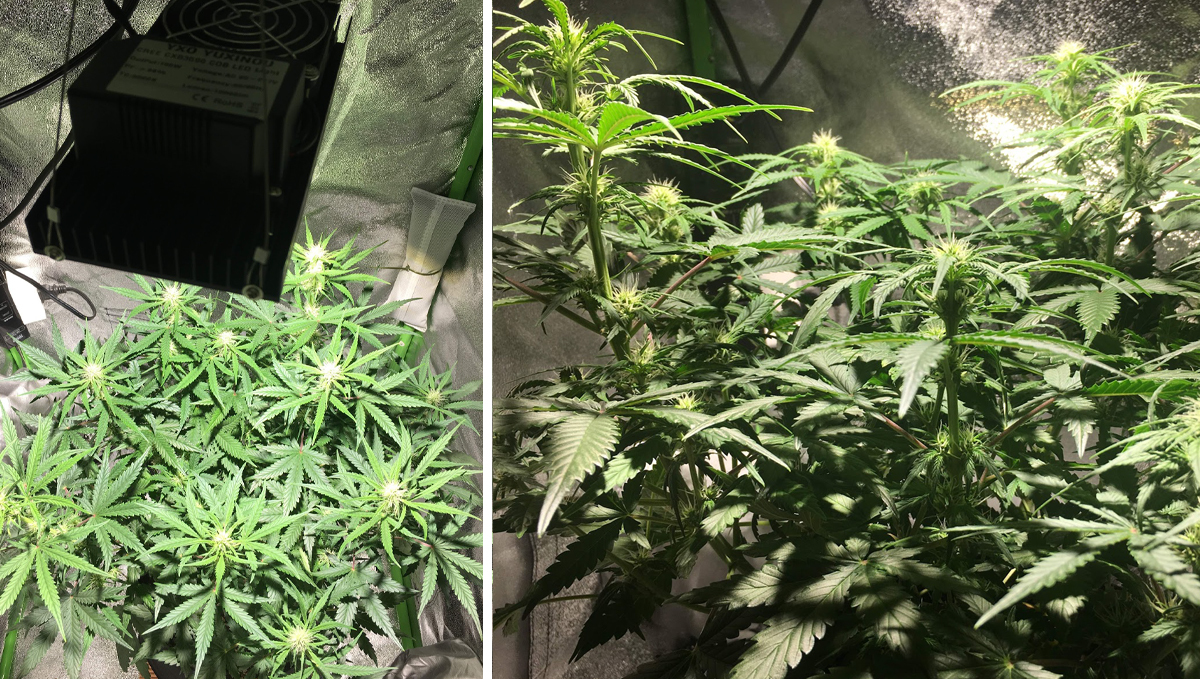 OG Kush Auto: week 6 OG Kush Auto: week 6
