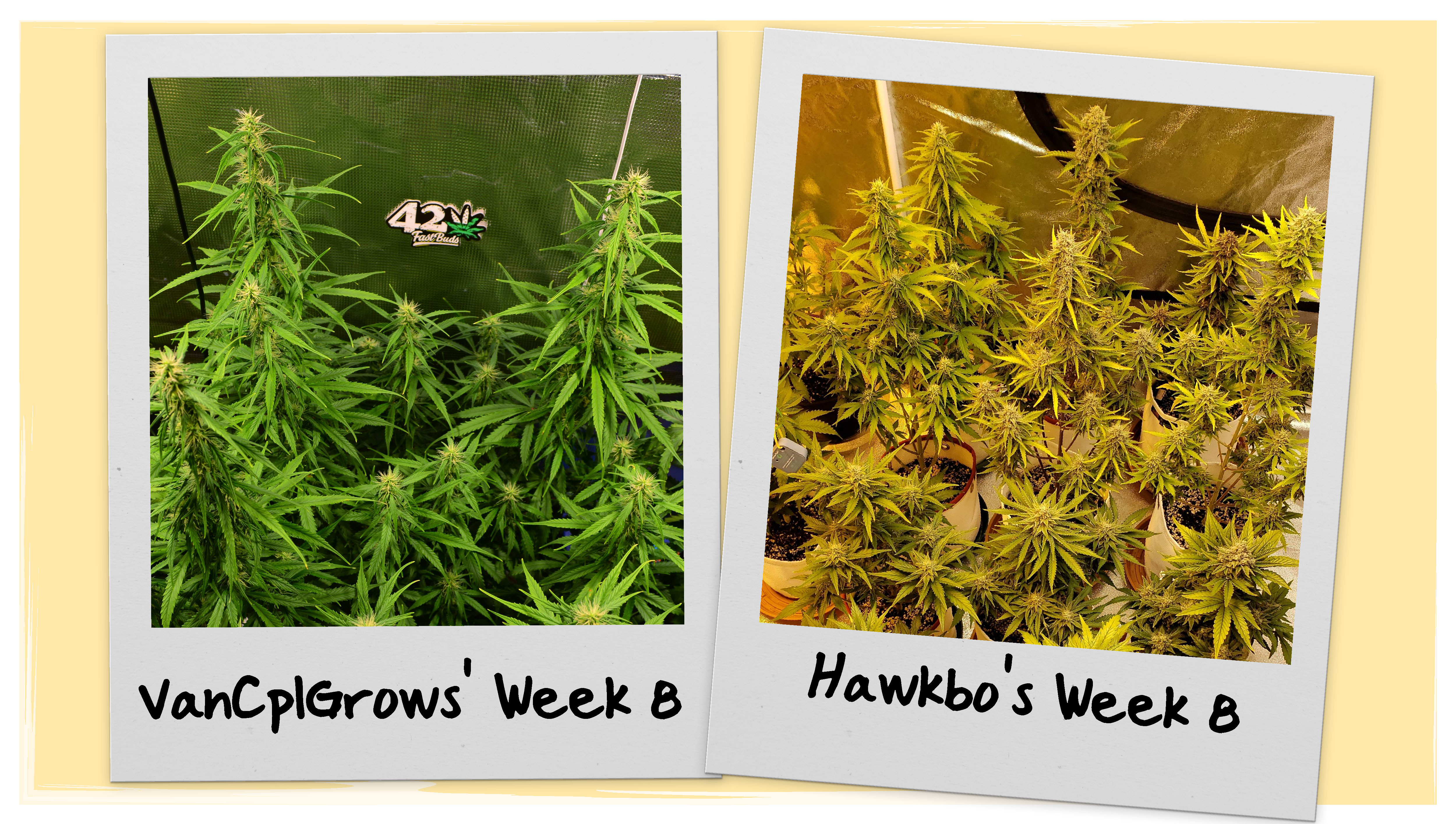 Grow Progress Week 8 Grow Progress Week 8