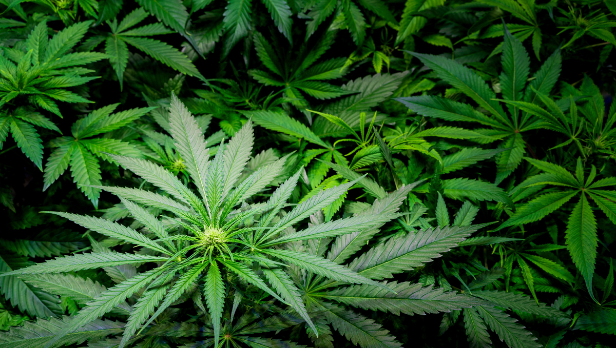 Atami feeding chart: alga-c