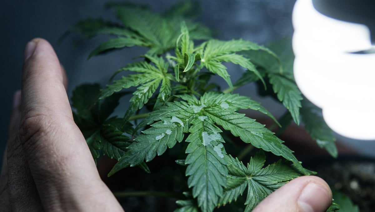 Best light schedule for flowering: light cycle autoflowers Best light schedule for flowering: light cycle autoflowers