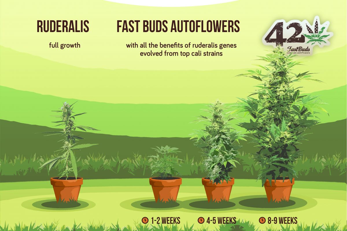 How we breed autoflowers