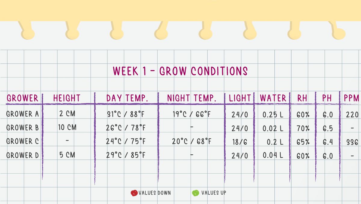 Orange Sherbet Auto Cannabis Strain Week-by-Week Guide: Week 1 grow conditions Orange Sherbet Auto Cannabis Strain Week-by-Week Guide: Week 1 grow conditions