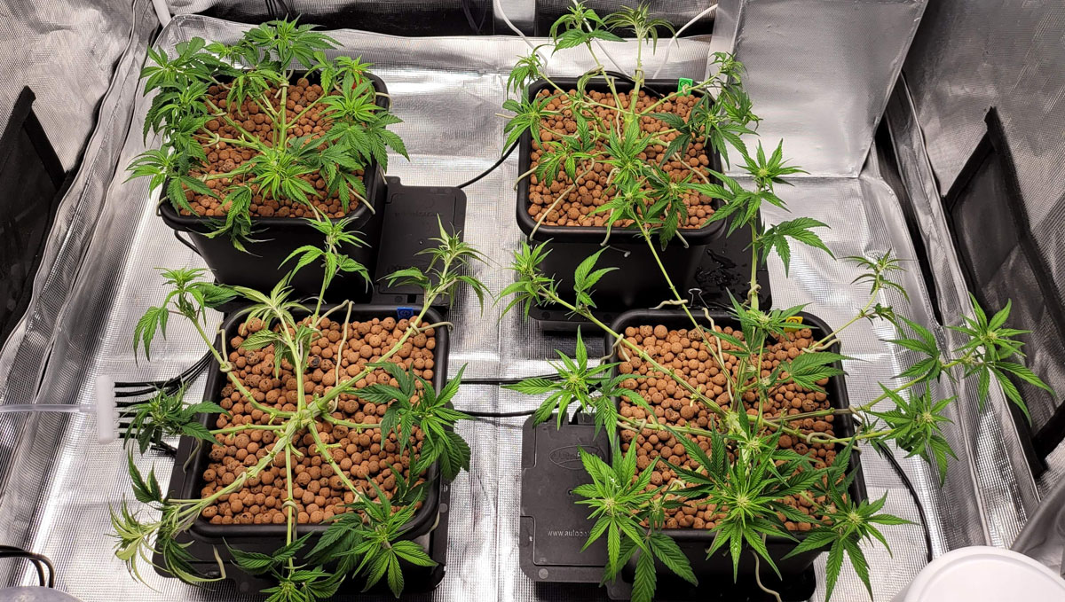 Gorilla Cookies Auto Cannabis Strain Week-by-Week Guide: Hardcore defoliation